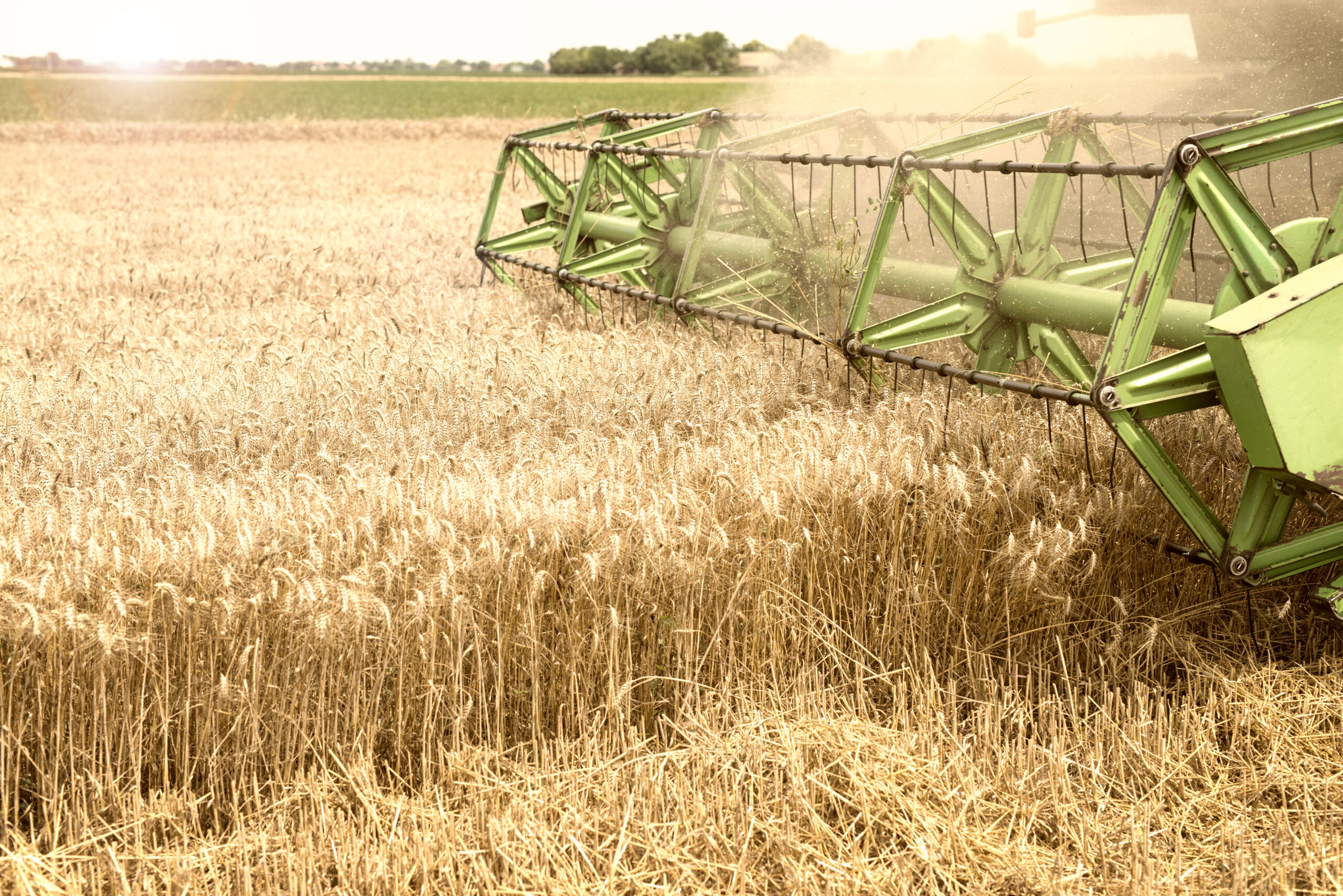 Combine harvester working in wheat field.